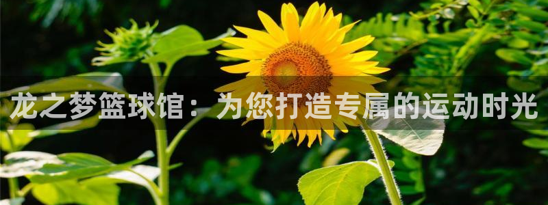 198zb7直播免费体育直播：龙之梦篮球馆：为您打造专属的运动时光